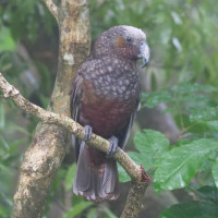 New Zealand Kaka